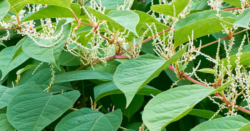 How to Control Japanese Knotweed Growth