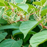 How to Control Japanese Knotweed Growth