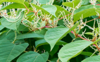 How to Control Japanese Knotweed Growth