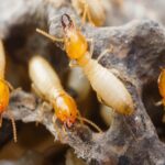 Best Pest Control