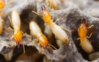 Best Pest Control