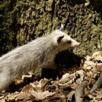 Understanding Possums