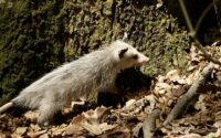 Understanding Possums