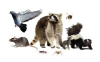 animal removal services