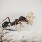 BOG Pest Control