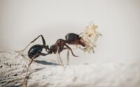 BOG Pest Control