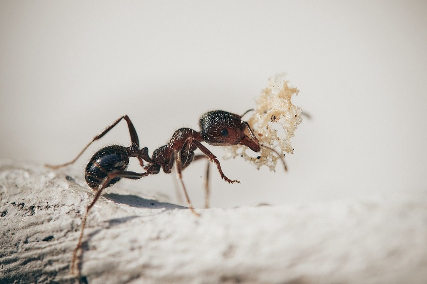 BOG Pest Control